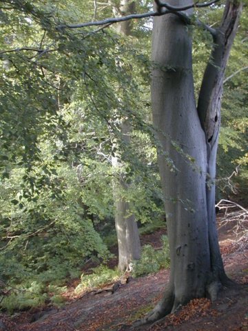rhododendronwalk2.jpg
